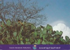 Airline issue postcard - Saudia Saudi Arabian Airline issue postcard - Saudia Saudi Arabian Airlines - Resort City of Taif